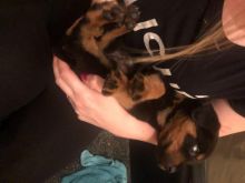 Gorgeous Rottweiler Pups For Sale text us at (706) 607-8151 Image eClassifieds4u 4