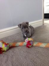 heart Staffordshire Bull Terrier Puppies text us at (706) 607-8151 Image eClassifieds4u 2