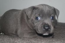 heart Staffordshire Bull Terrier Puppies text us at (706) 607-8151 Image eClassifieds4u 3