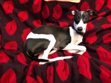 Italian greyhound puppy Image eClassifieds4U