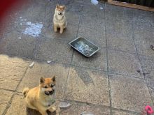 Japanese Sheba Inu text us at (706) 607-8151 Image eClassifieds4u 2