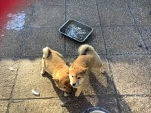 Japanese Sheba Inu text us at (706) 607-8151 Image eClassifieds4u 3