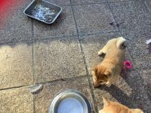 Japanese Sheba Inu text us at (706) 607-8151 Image eClassifieds4u 4