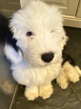 Lovely Old English Sheepdogs text us at (706) 607-8151 Image eClassifieds4u 3