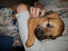 most wonderful border terrier puppies for sale text us at (706) 607-8151 Image eClassifieds4u 2