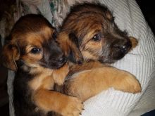 most wonderful border terrier puppies for sale text us at (706) 607-8151 Image eClassifieds4u 3