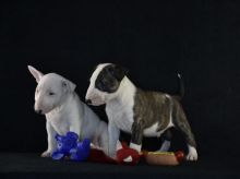 Quality English Bull Terrier Pups text us at (706) 607-8151 Image eClassifieds4u 2