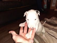 Quality English Bull Terrier Pups text us at (706) 607-8151 Image eClassifieds4u 3