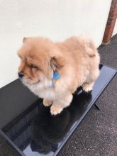 Reg Blue & Red Male Chow Chow Puppies text us at (706) 607-8151 Image eClassifieds4u 1