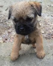 Rehome Border Terrier Pup text us at (706) 607-8151 Image eClassifieds4u 1