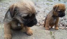Rehome Border Terrier Pup text us at (706) 607-8151 Image eClassifieds4u 2