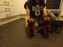 Rehome Border Terrier Pup text us at (706) 607-8151 Image eClassifieds4u 3