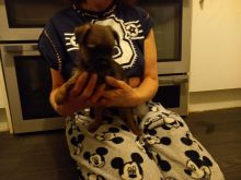 Rehome Border Terrier Pup text us at (706) 607-8151 Image eClassifieds4u 4