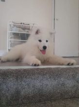 SAMOYED PUPPIES FOR SALE text us at (706) 607-8151 Image eClassifieds4u 1