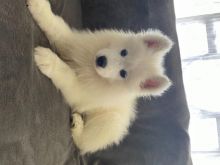 SAMOYED PUPPIES FOR SALE text us at (706) 607-8151 Image eClassifieds4u 3