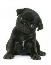WANTED: Black MALE Pug Puppy! [Please Read Description] Image eClassifieds4u 2