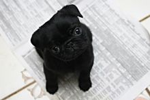 WANTED: Black MALE Pug Puppy! [Please Read Description] Image eClassifieds4u 3