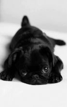 WANTED: Black MALE Pug Puppy! [Please Read Description] Image eClassifieds4u 4