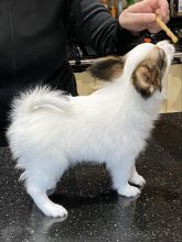 wonderful papillon puppies for sale text us at (706) 607-8151 Image eClassifieds4u 2