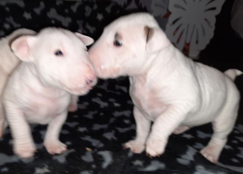 Quality English Bull Terrier Pups text us at (706) 607-8151 Image eClassifieds4u