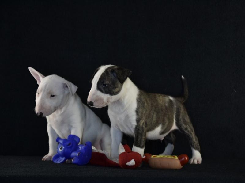 Quality English Bull Terrier Pups text us at (706) 607-8151 Image eClassifieds4u
