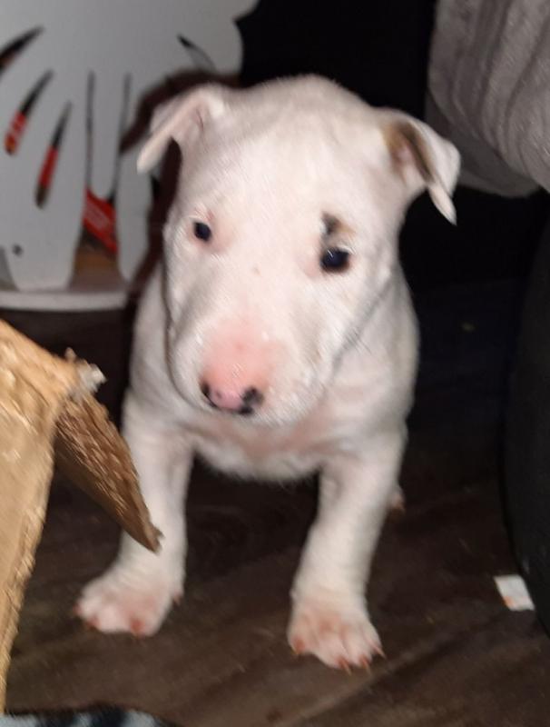 Quality English Bull Terrier Pups text us at (706) 607-8151 Image eClassifieds4u