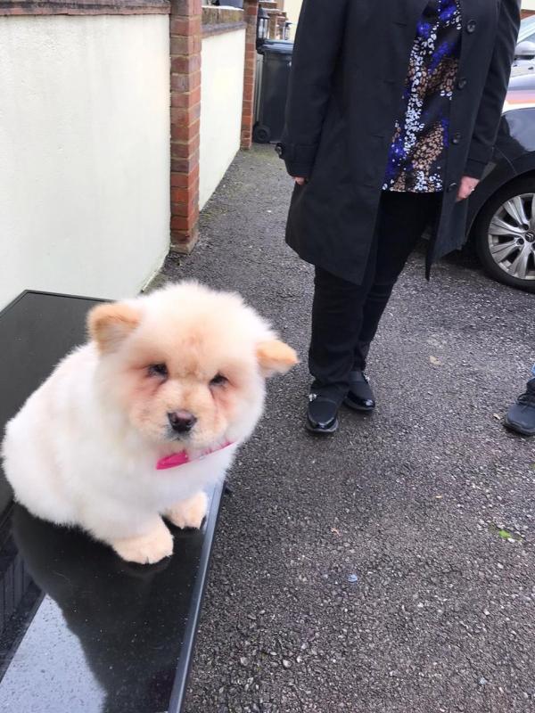 Reg Blue & Red Male Chow Chow Puppies text us at (706) 607-8151 Image eClassifieds4u