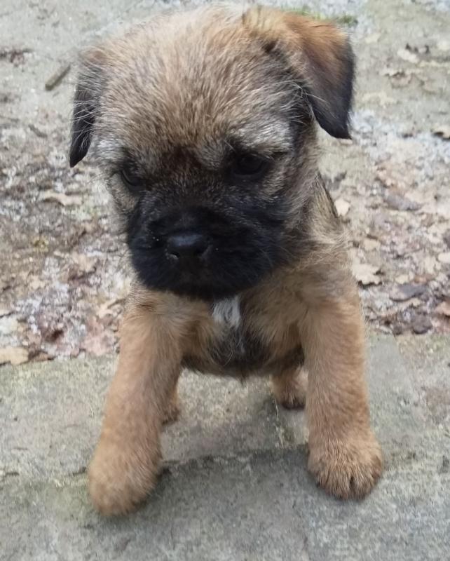 Rehome Border Terrier Pup text us at (706) 607-8151 Image eClassifieds4u