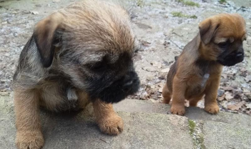 Rehome Border Terrier Pup text us at (706) 607-8151 Image eClassifieds4u