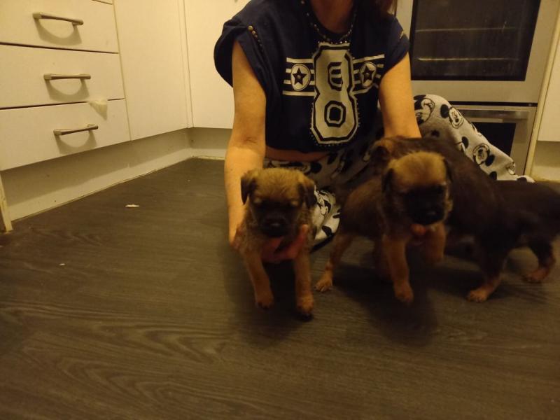 Rehome Border Terrier Pup text us at (706) 607-8151 Image eClassifieds4u