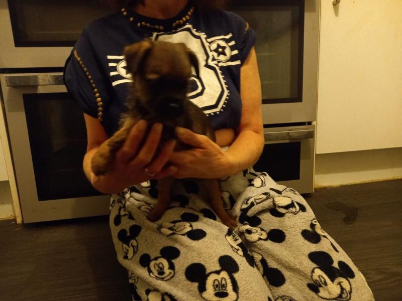 Rehome Border Terrier Pup text us at (706) 607-8151 Image eClassifieds4u