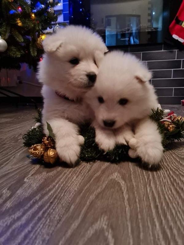 SAMOYED PUPPIES FOR SALE text us at (706) 607-8151 Image eClassifieds4u