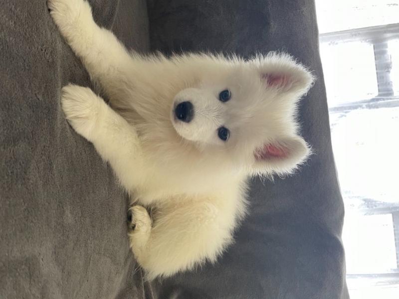 SAMOYED PUPPIES FOR SALE text us at (706) 607-8151 Image eClassifieds4u