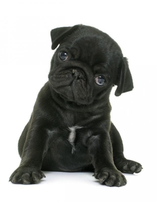 WANTED: Black MALE Pug Puppy! [Please Read Description] Image eClassifieds4u