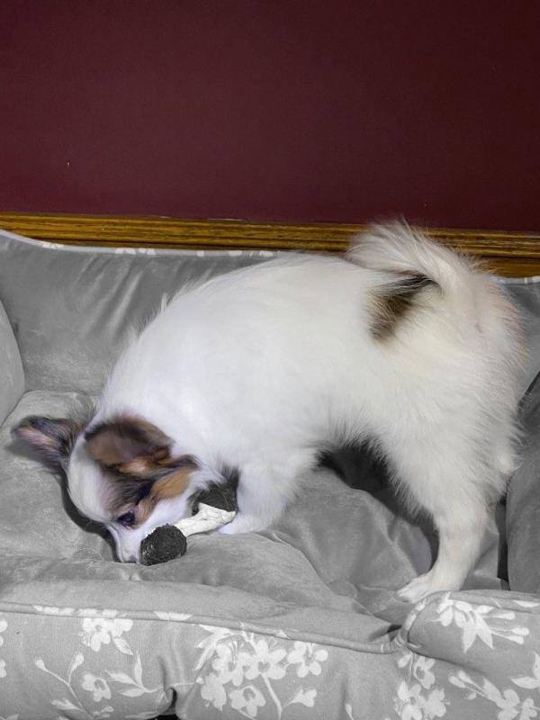 wonderful papillon puppies for sale text us at (706) 607-8151 Image eClassifieds4u