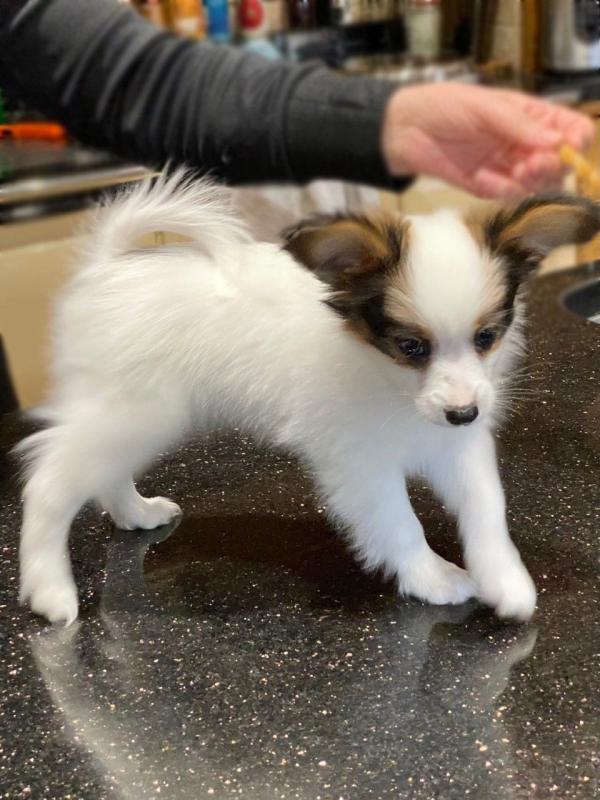 wonderful papillon puppies for sale text us at (706) 607-8151 Image eClassifieds4u
