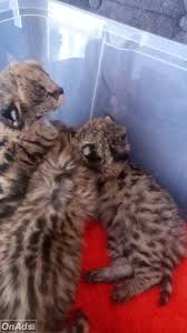 Available Savannah and serval caracal and Ocelot kittens Image eClassifieds4u