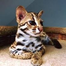 Available Savannah and serval caracal and Ocelot kittens Image eClassifieds4u 2