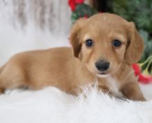 Male and Female Dachshunds puppies for adoption