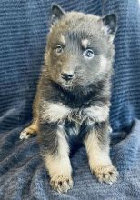 Siberian Husky and German shepherd cross puppies