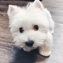 Two Teacup Westi Puppies Needs a New Family