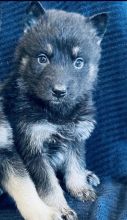 Siberian Husky and German shepherd cross puppies Image eClassifieds4u 4