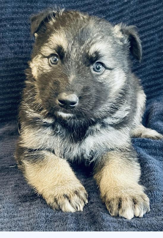 Siberian Husky and German shepherd cross puppies Image eClassifieds4u