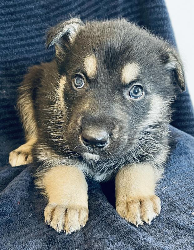 Siberian Husky and German shepherd cross puppies Image eClassifieds4u