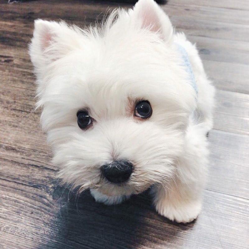 Two Teacup Westi Puppies Needs a New Family Image eClassifieds4u