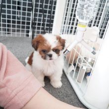 cute and adorabel Shih tzu puppies for adoption