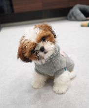 Pure Breed Shih tzu puppies For Adoption