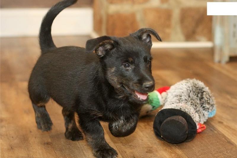 Beautiful Scottish terrier puppies available. Image eClassifieds4u