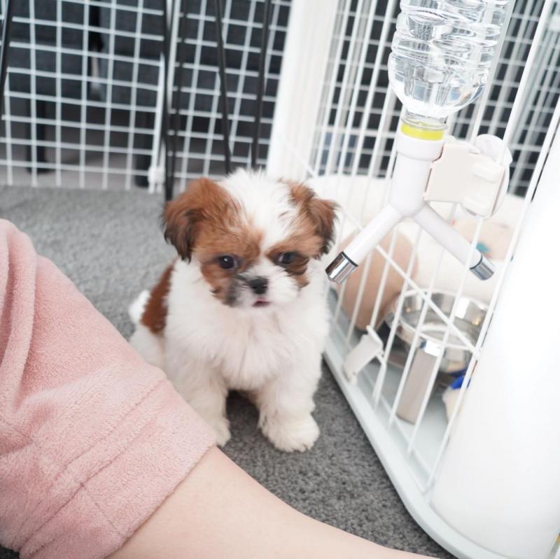 Pure Breed Shih tzu puppies For Adoption Image eClassifieds4u