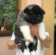 ADORABLE Akita ( lamscottia@gmail.com)